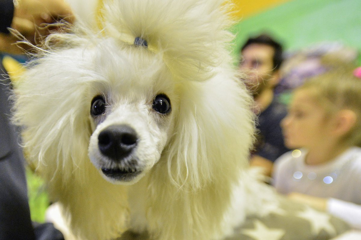 На выставке собак в Благовещенске впервые показали амурскую акита-ину. Фоторепортаж