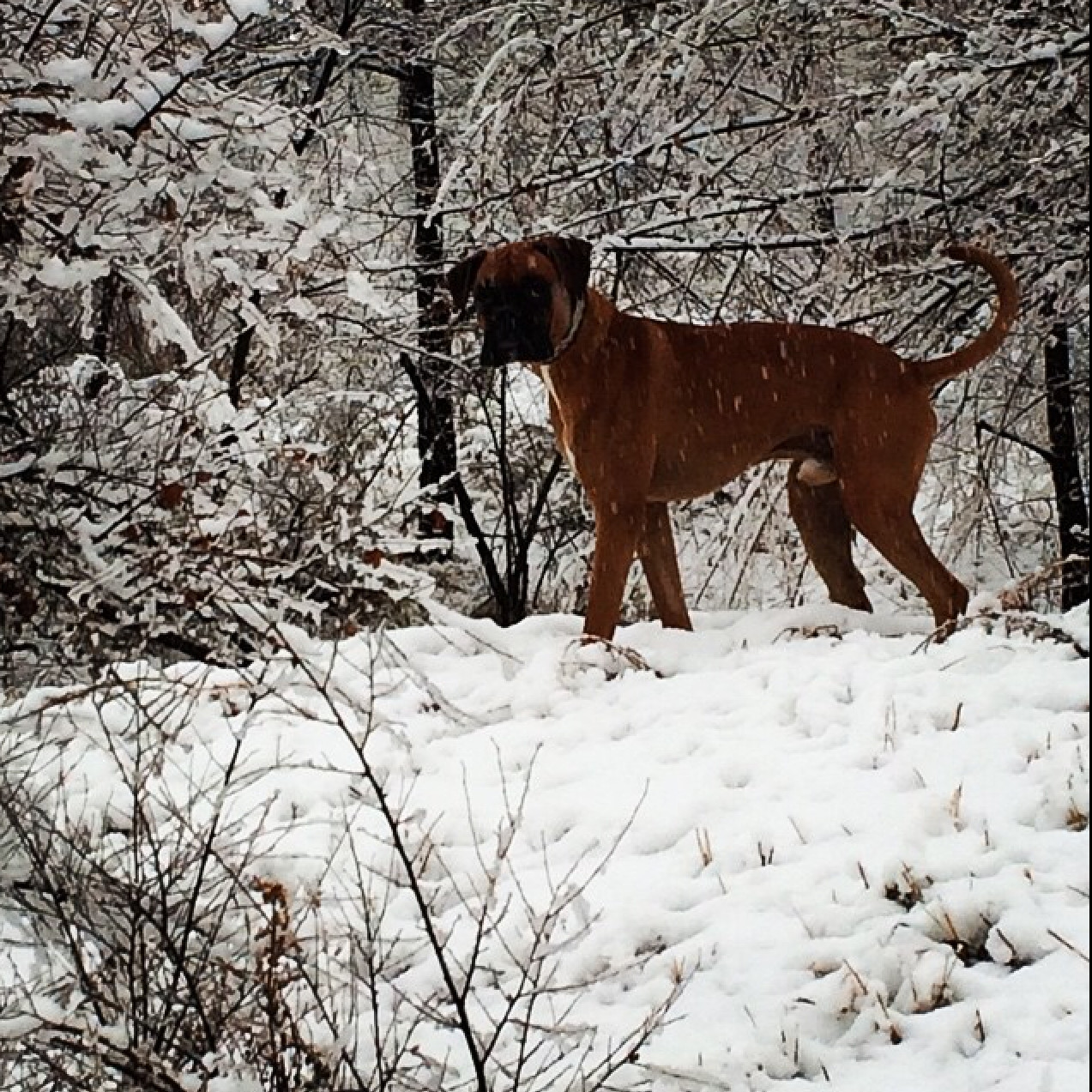 Последние кадры Маэстро