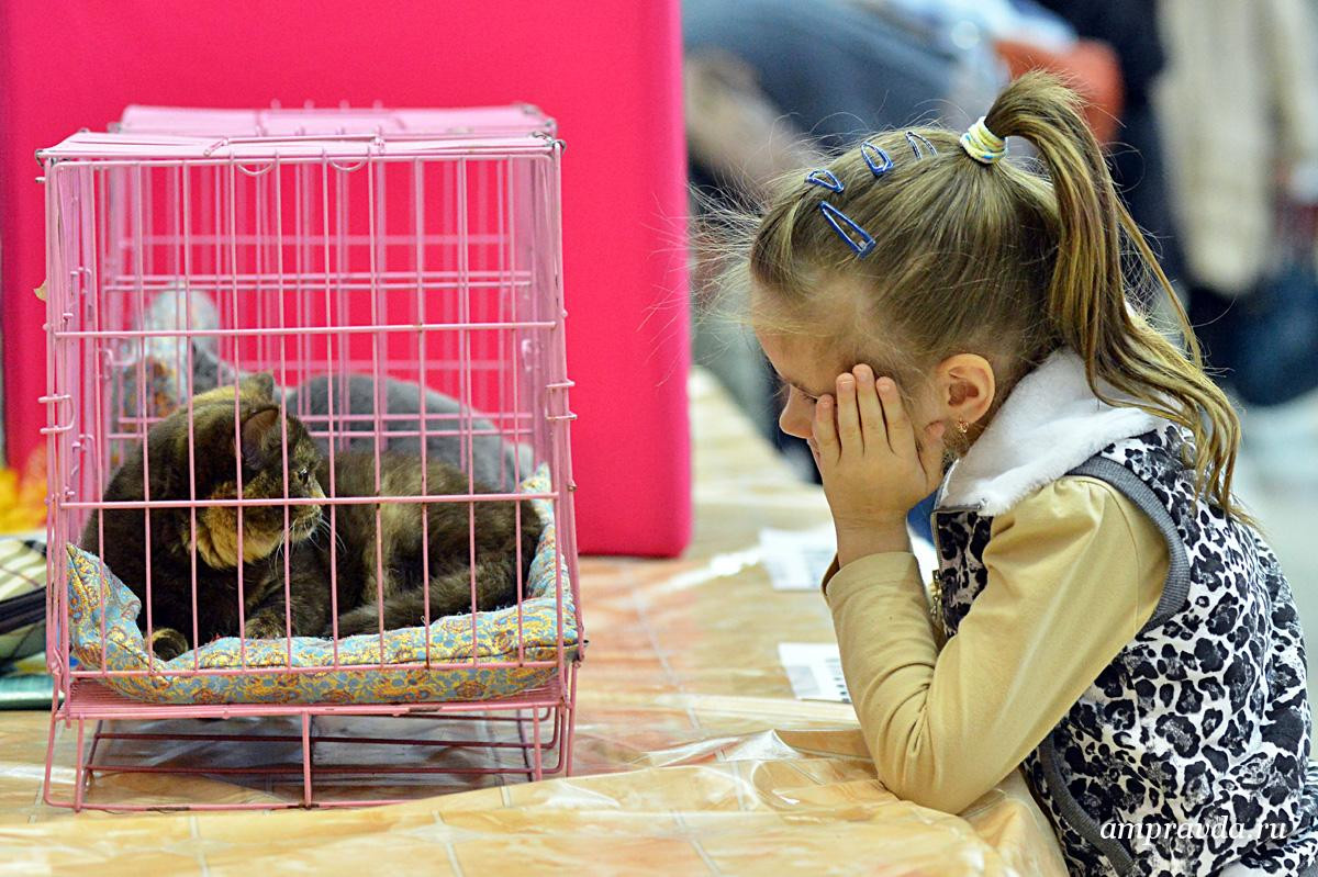 В Благовещенске 120 кошек вышли на «Гранд-арене». Фоторепортаж