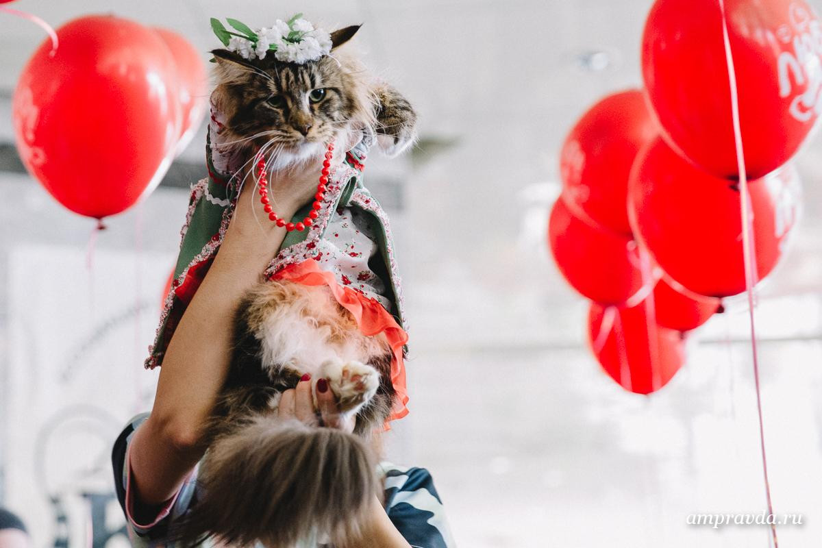 Породистые кошки превратились в звезд шоу-бизнеса