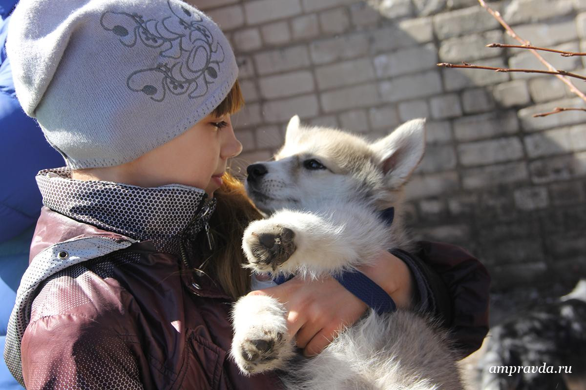Больше всего на выставке собак было лабрадоров, хаски и любимцев королевы Елизаветы. 44 фото
