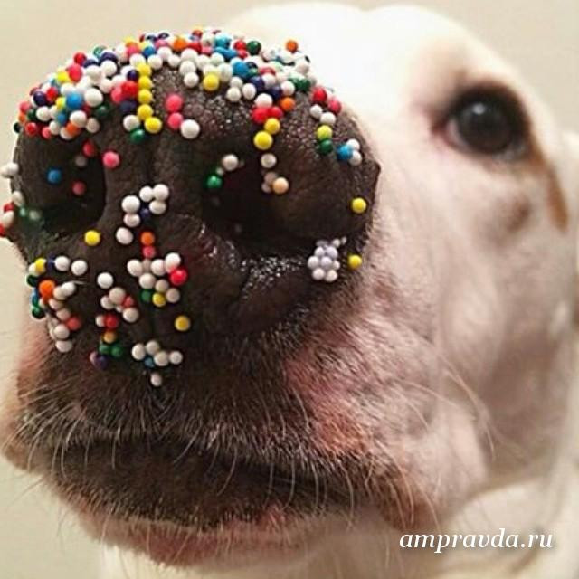 Инстаобзор АП: Пасха, любовь, собаки и другие приметы весны