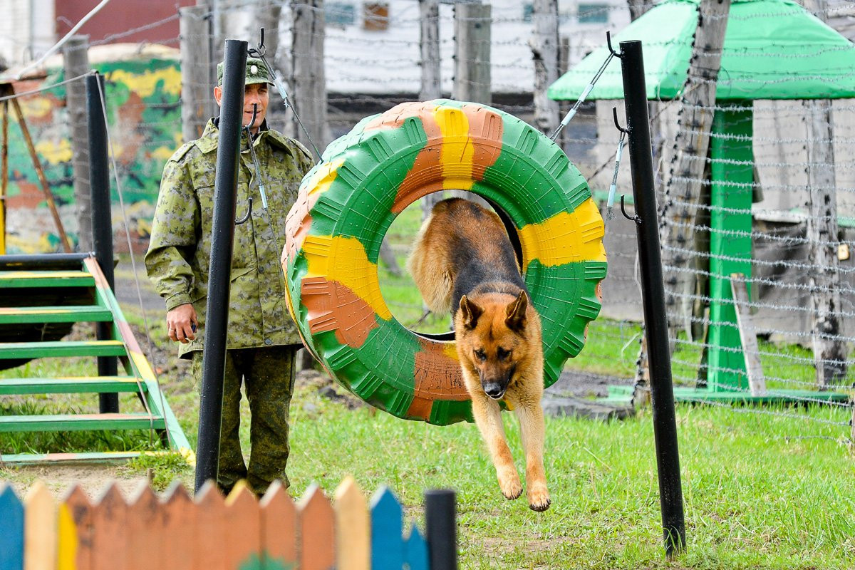 Овчарки против лабрадоров