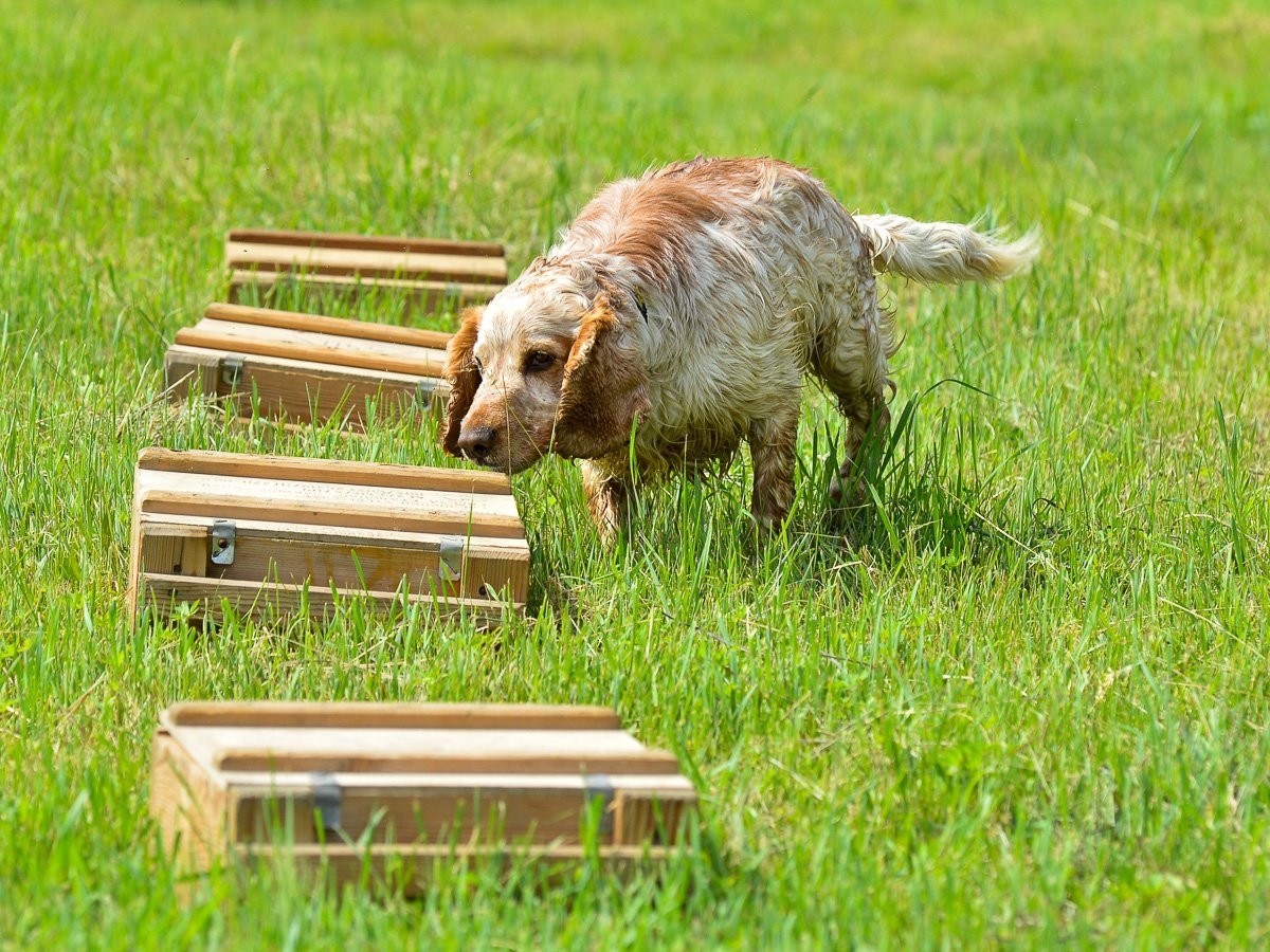 Служебные собаки Благовещенской таможни нашли наркотики и приняли ванну. Фоторепортаж