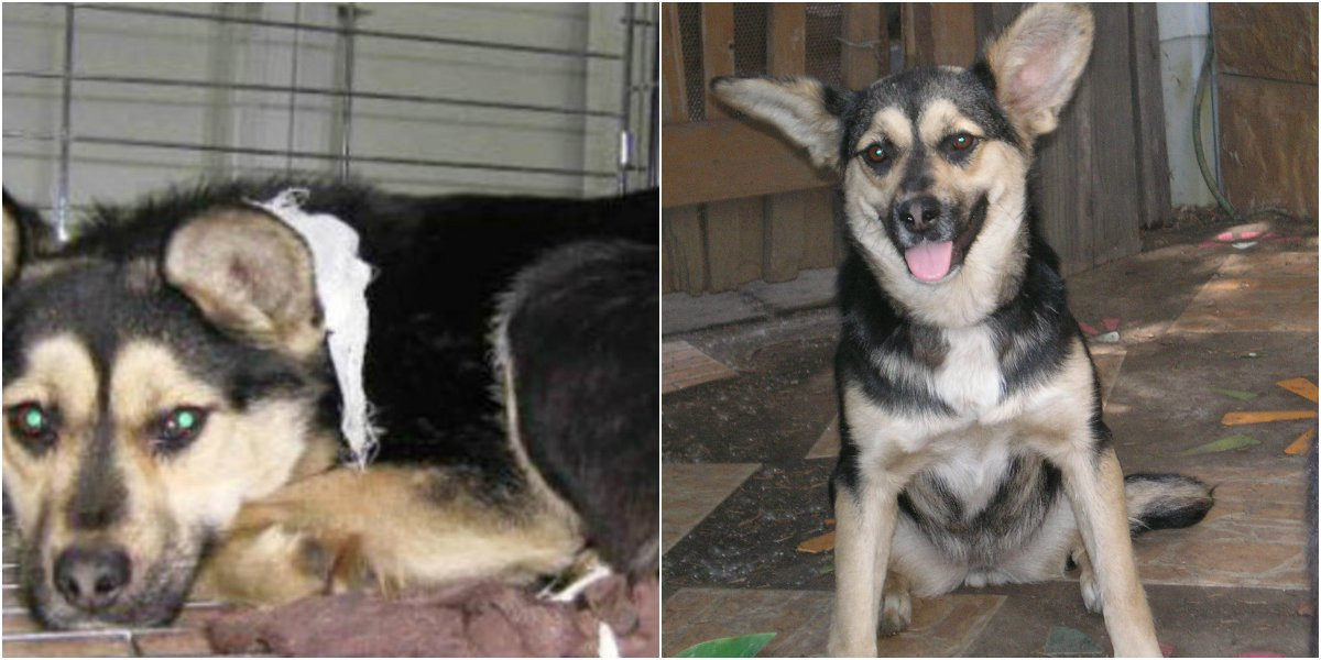 Чудесные превращения животных: брошенные четвероногие до и после спасения