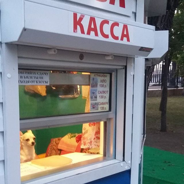 Инстаобзор АП: тойтерьер на кассе, тындинский автохам и грустный шоколад