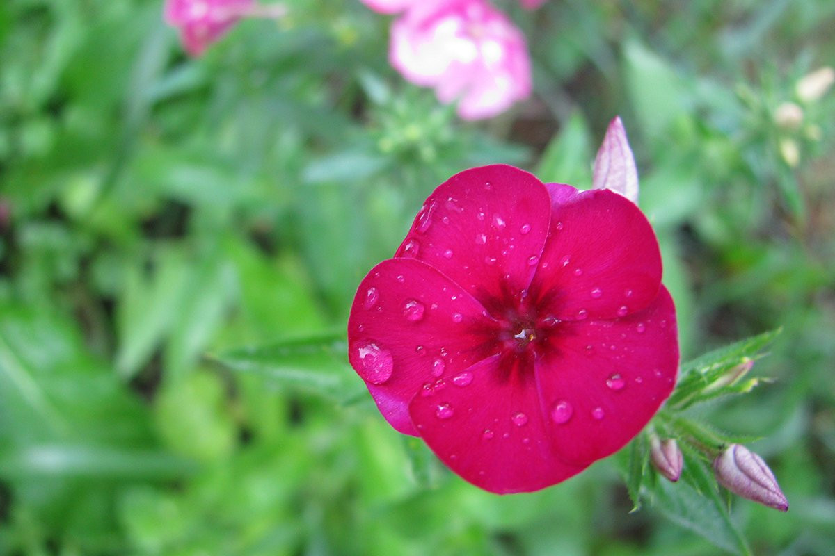 На фотоконкурс АП прислали первые цветы