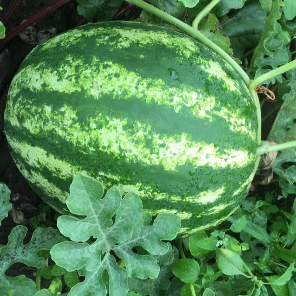 Инстаообзор АП: молнии, ливень и селфи с лотосами