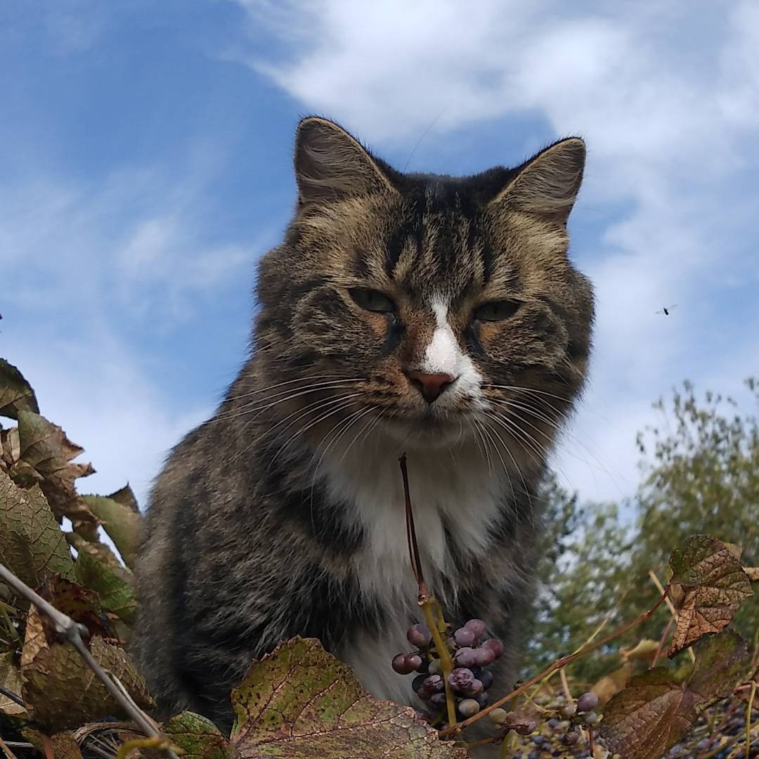Спящие покупатели, удивленные собаки и любопытные поросята: инстаообзор АП