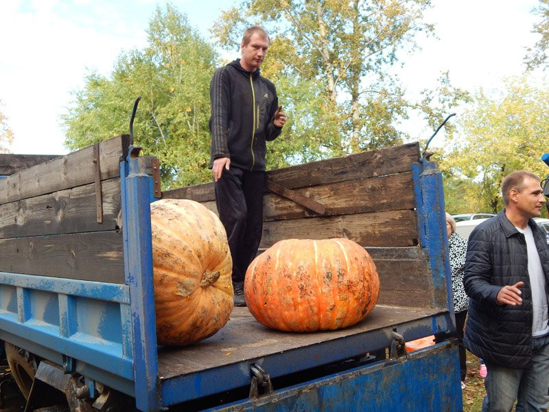 В Сергеевке выбрали самую большую тыкву: фоторепортаж с события