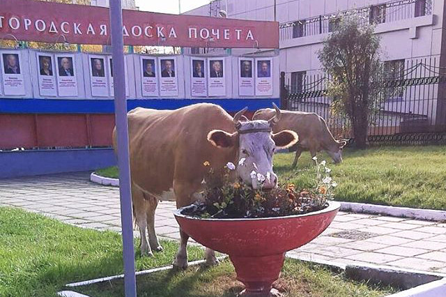 Инстаобзор АП: золотая осень, конь на поводке и загадочное слово