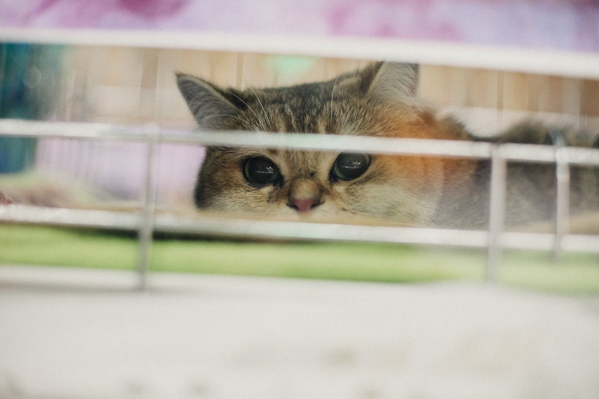 В Благовещенске показали шестипалого мейн-куна и устроили шоу рыжих кошек. Фото