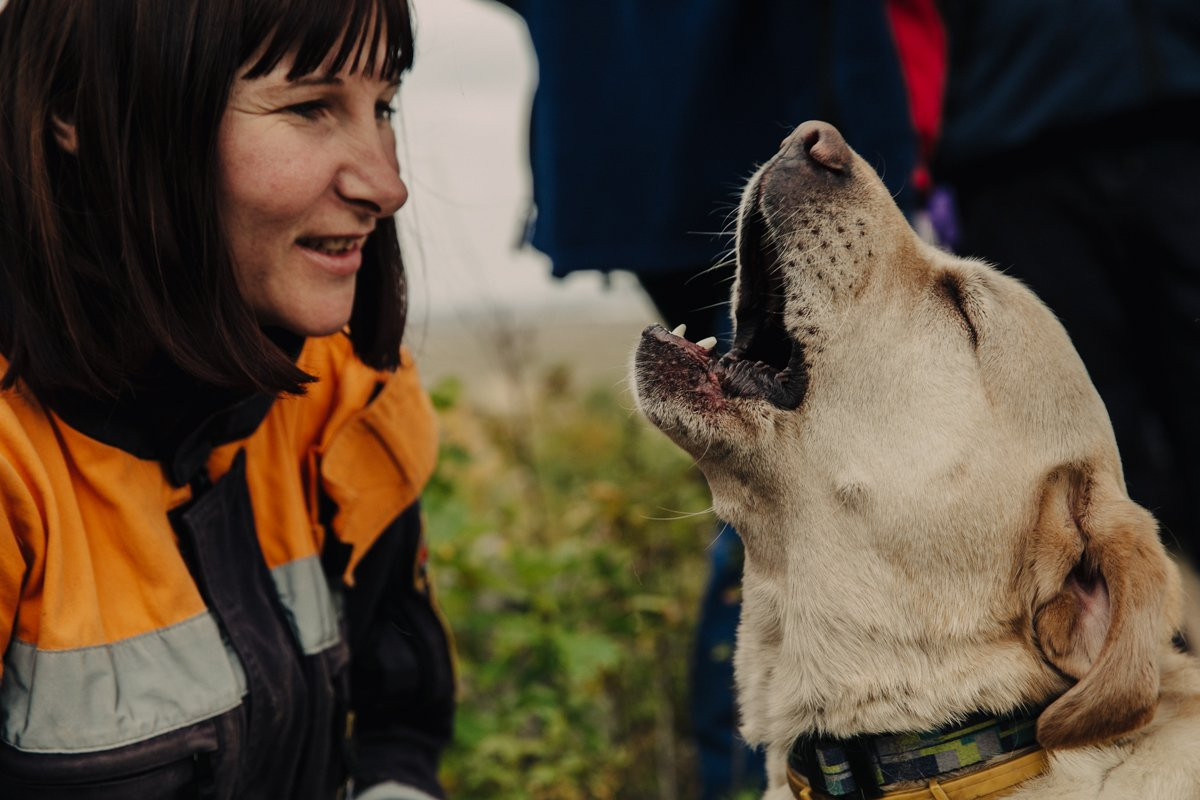 Собаки-спасатели ищут под завалами пострадавших. Фоторепортаж