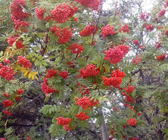 Инстаобзор АП: варенье от главы района, хвостатые грузчики и панды на батарее