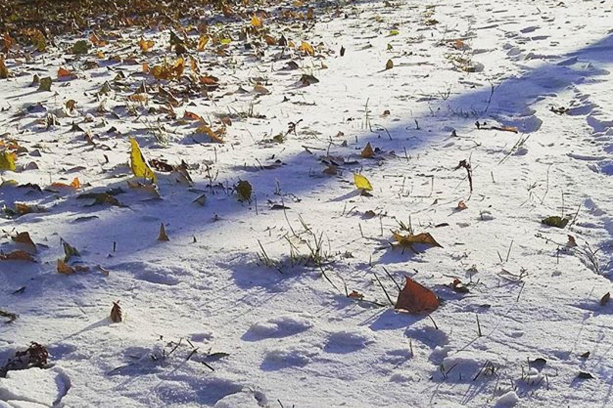 Благовещенцы делятся фотографиями первого снега