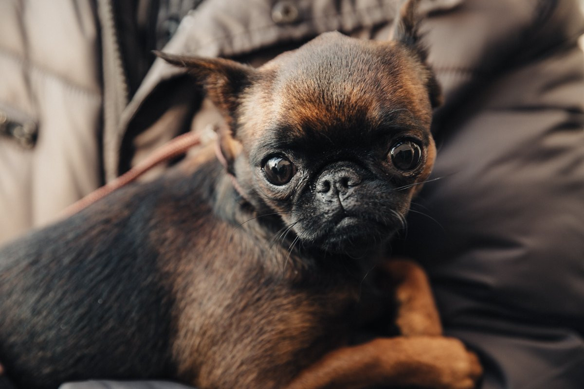 Лучшего пса Приамурья выберут из 400 претендентов