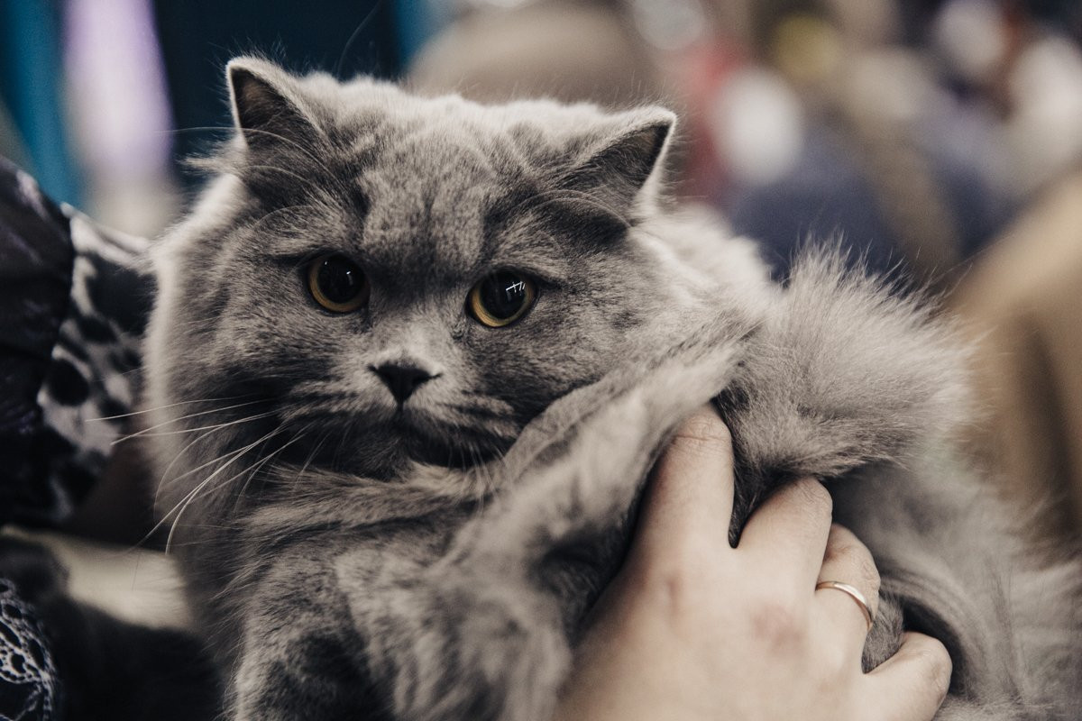 Российские и китайские коты встретились на выставке в Благовещенске