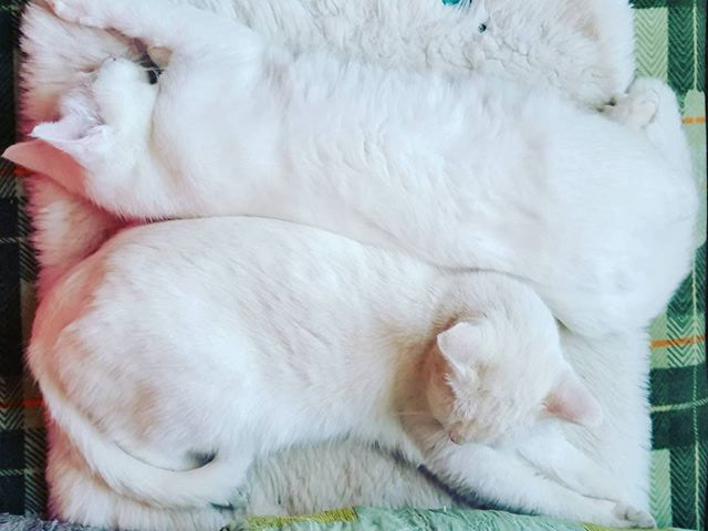 Инстаобзор АП: маркетинг по-амурски, уставшие скелеты и немного курь