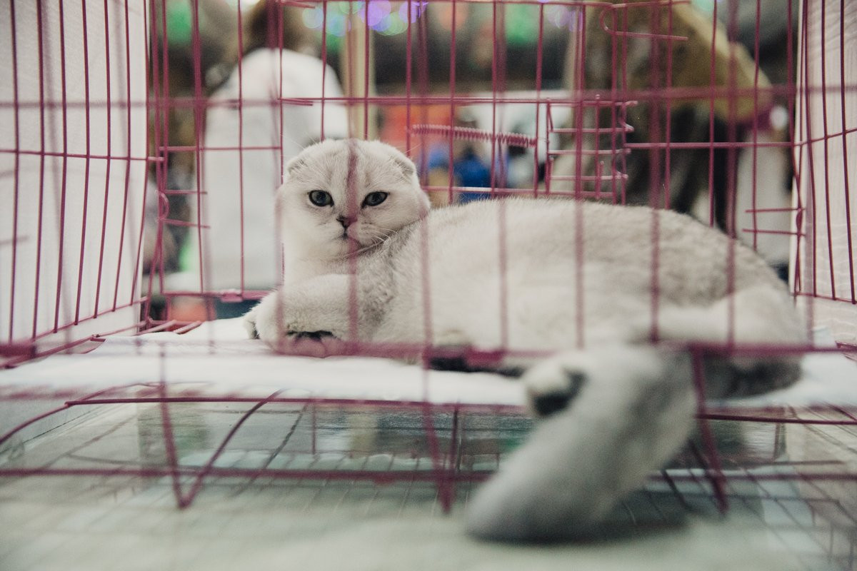 Кошки редких пород сражаются за чемпионские титулы в Благовещенске. Фоторепортаж