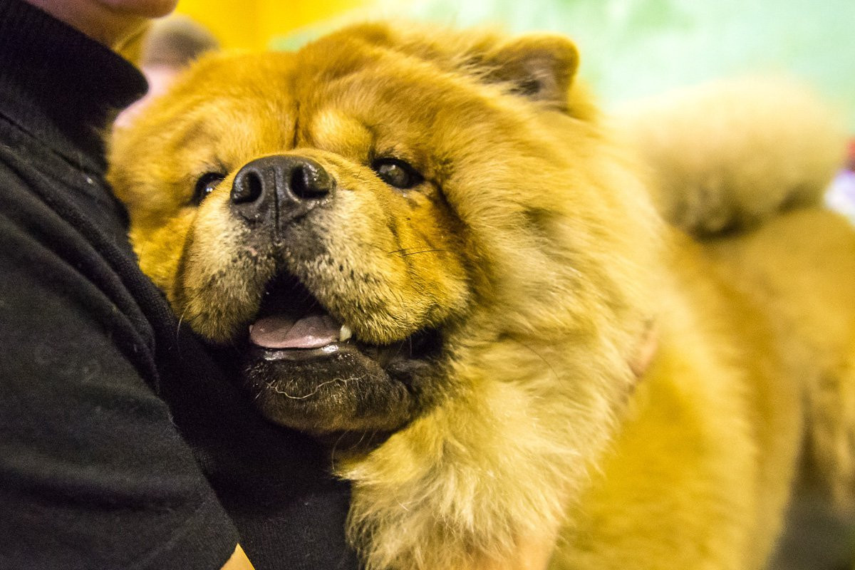 Собака-бабочка, карликовая колли и бивер: в Благовещенске прошла выставка собак. Фоторепортаж