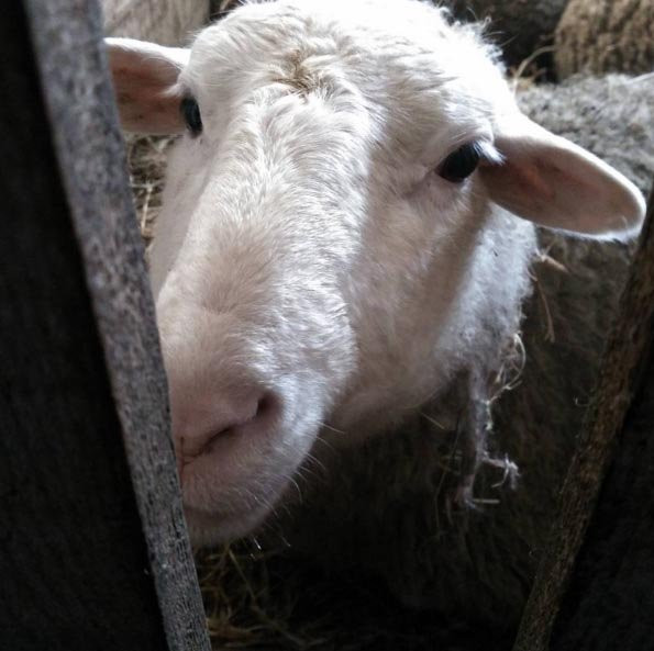 Любовь и лыжи: спортивно-праздничный инстаообзор АП