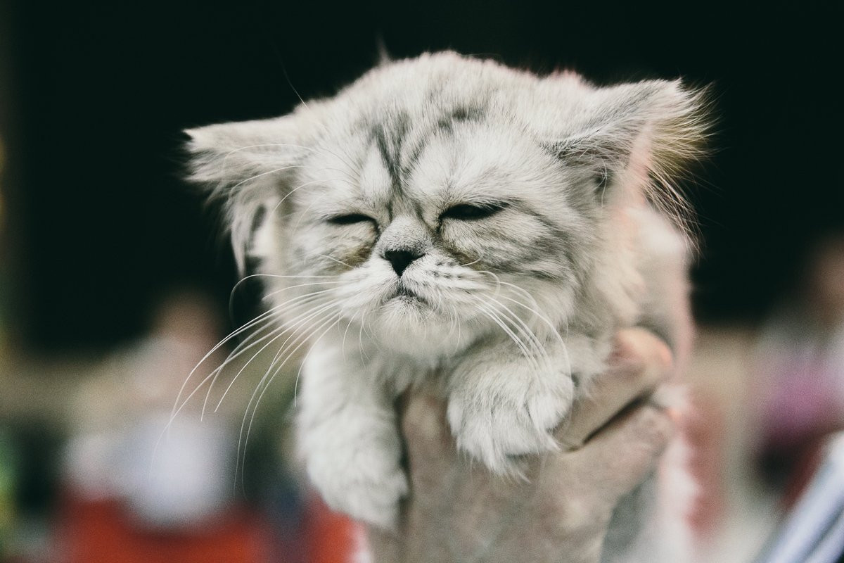 Мейн-кун, русская голубая и саванна: самую красивую кошку выбирают в Благовещенске. Фоторепортаж