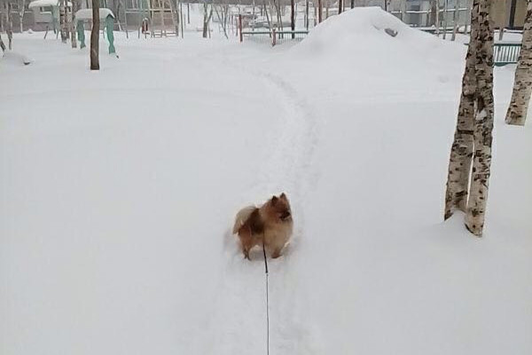 Жители севера Приамурья делятся в соцсетях фотографиями первоапрельского снега