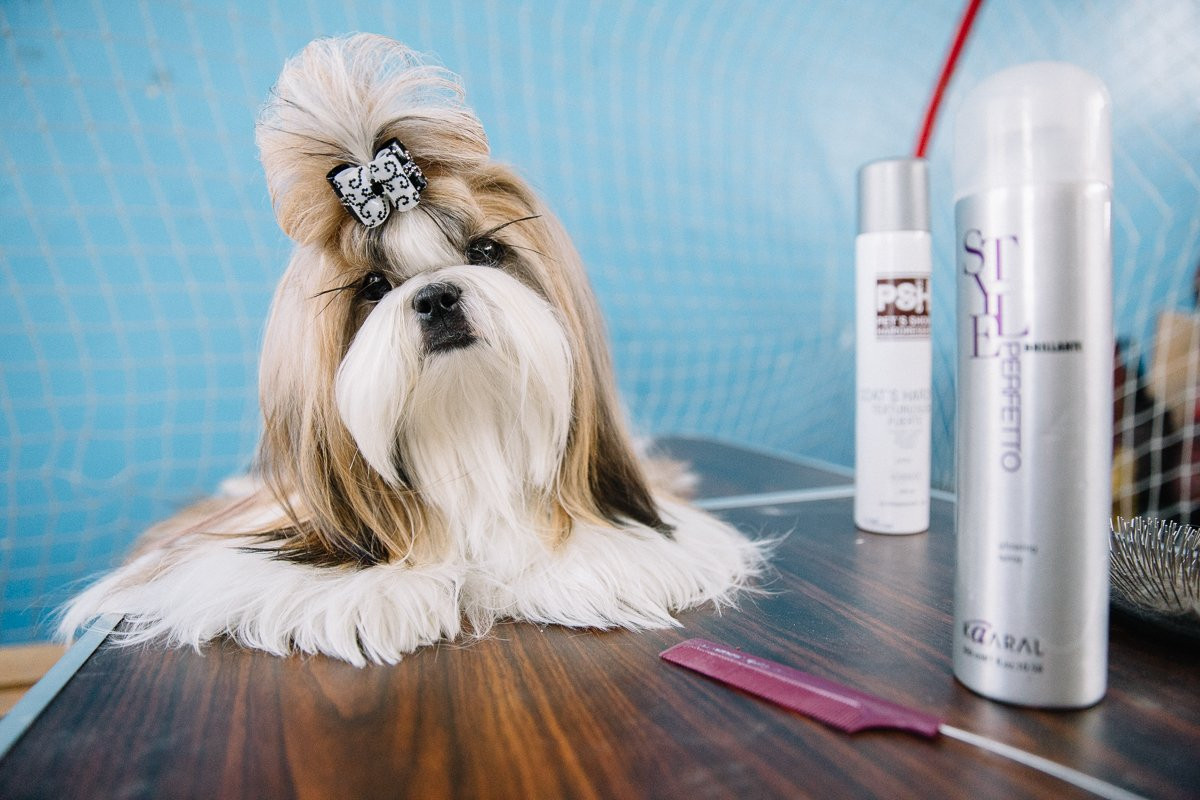 Анатолийская овчарка и брюссельский гриффон: в Благовещенске проходит собачья выставка (фото, видео)