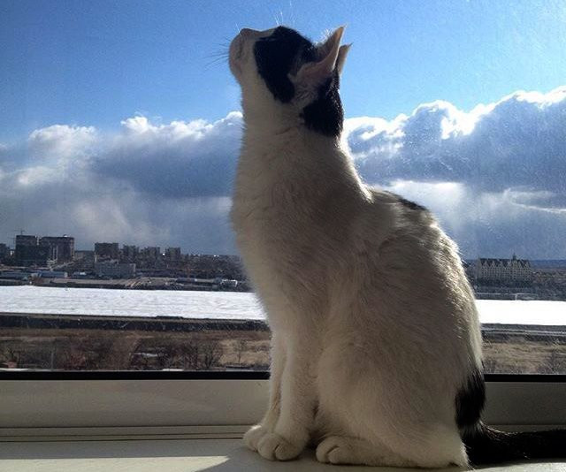 Инстаобзор АП: весенняя зима, поиски мужчины и вальяжные коты