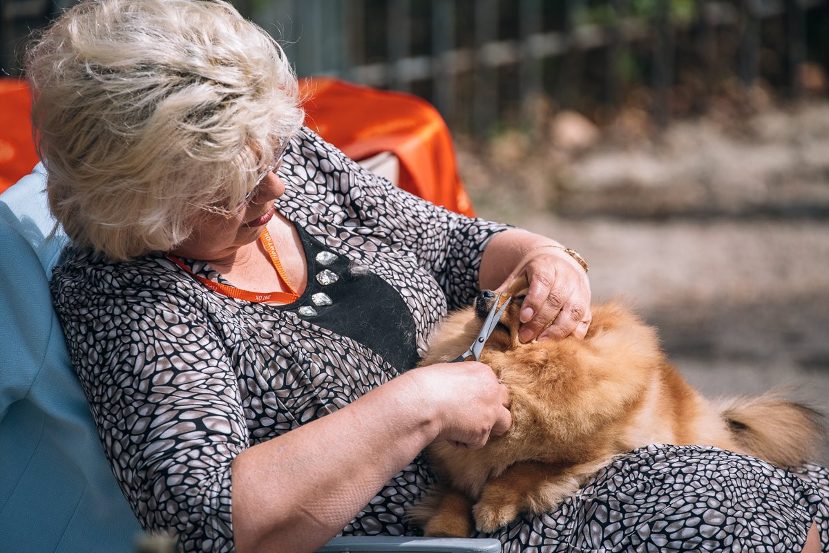 В Благовещенске лучших выбирали из 300 собак (фото)