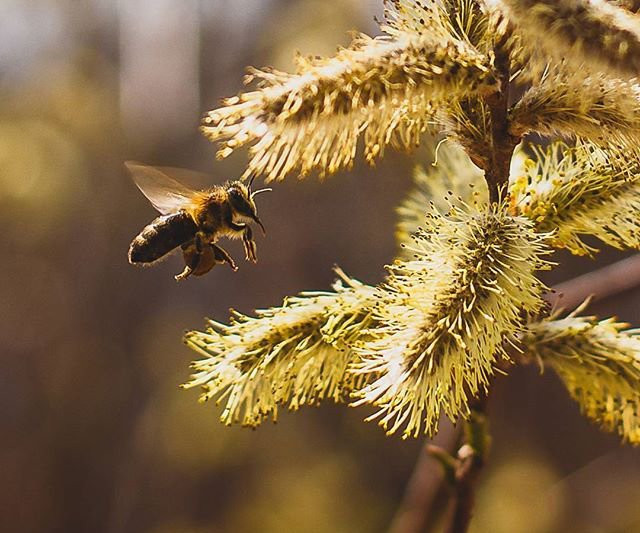 В инстаобзоре АП — цветущее Приамурье