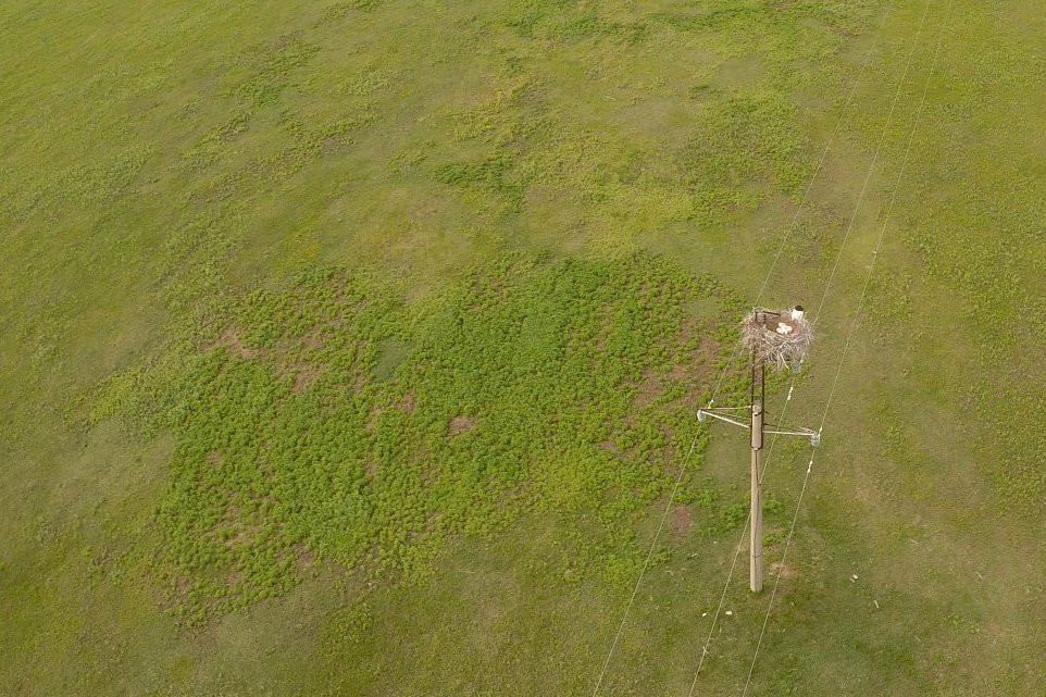В Приамурье начали считать аистов с воздуха (20 фото)