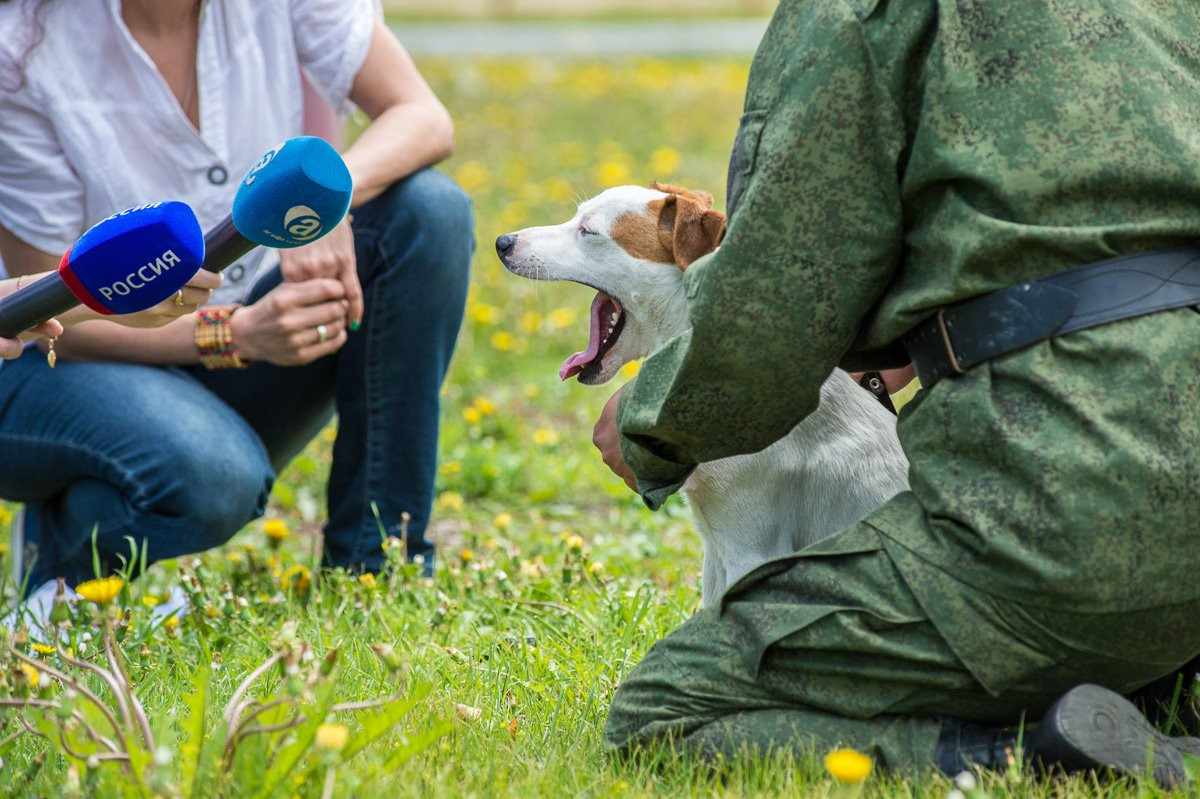 В соревнованиях служебных собак в Приамурье впервые участвует парсон-рассел-терьер