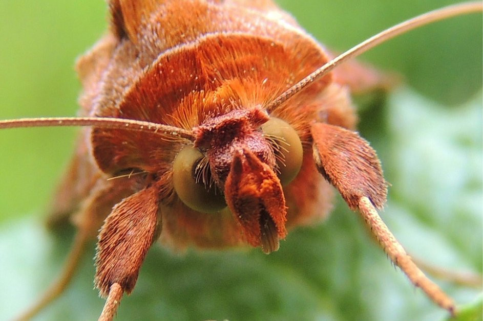 Мохнатый шмель: амурчане увлеклись макросъемкой насекомых (28 фото)
