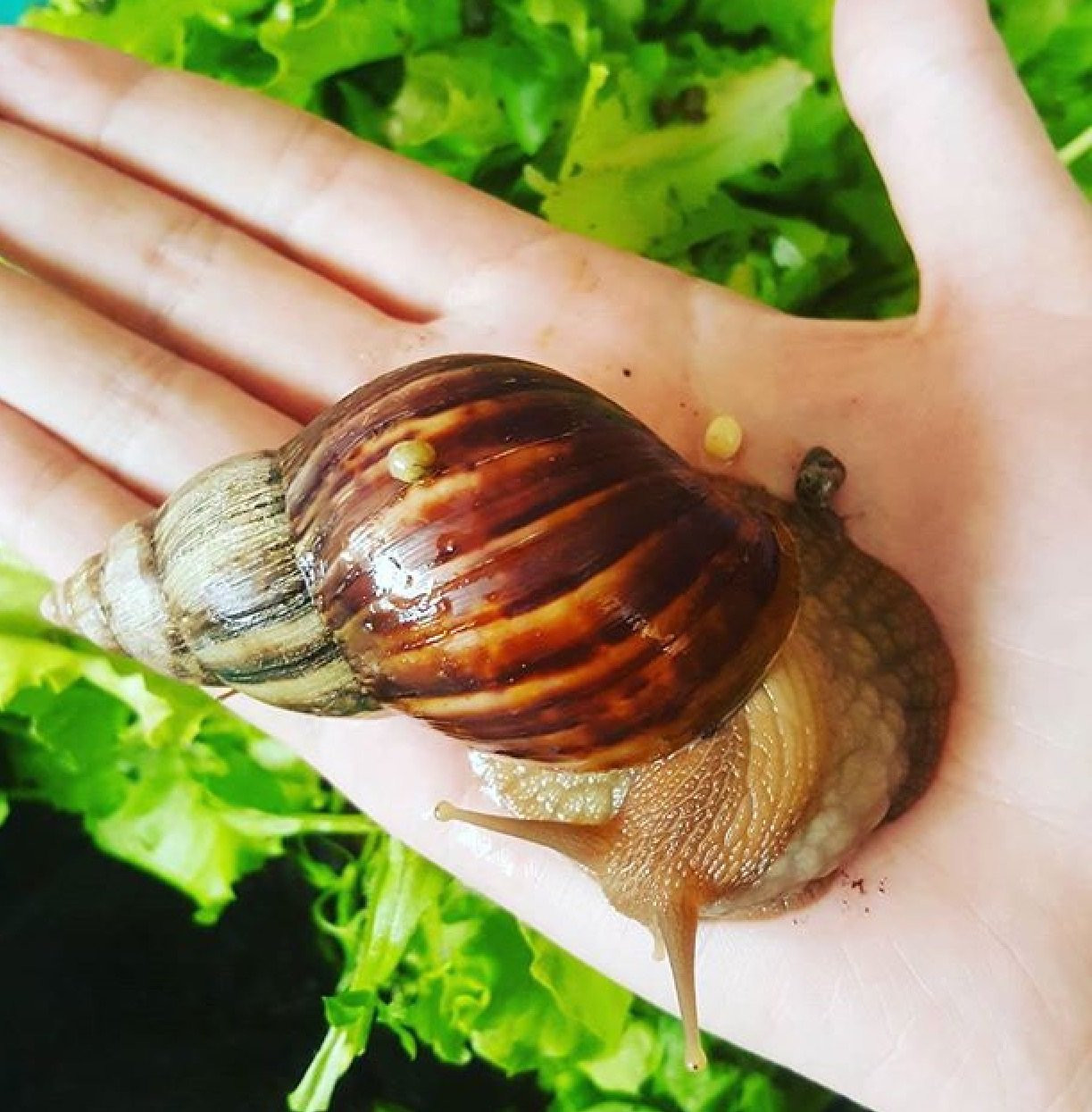 Инстаобзор АП: оригинальные пригласительные, букет от Человека-паука  и лошади в шляпах